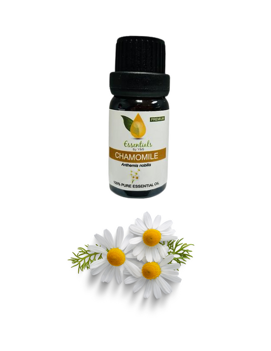 Chamomile Essential Oil (Wholesale) -5CT