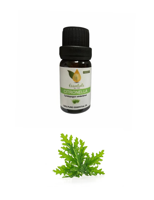 Citronella Essential Oil (Wholesale) -5CT