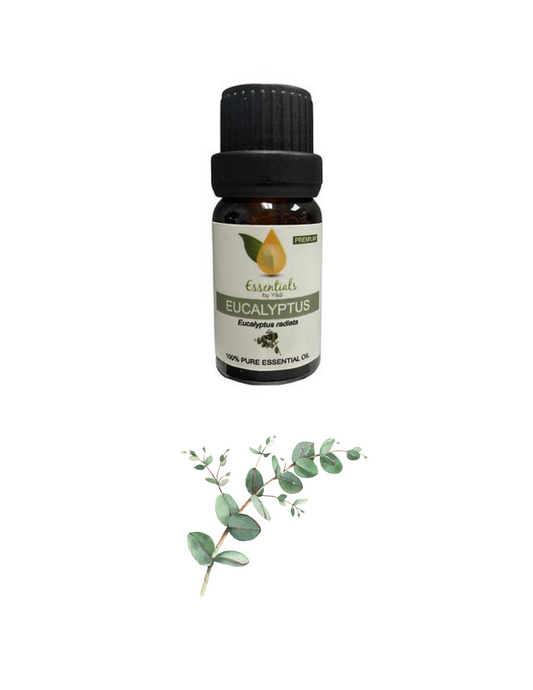 Eucalyptus Essential Oil (Wholesale) 5CT