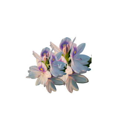 Compare to aroma FRESH LINEN AIR FRESHENER & BURNING OIL®  (Wholesale)