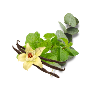 Compare to aroma PEPPERMINT AIR FRESHENER & BURNING OIL® (Wholesale)