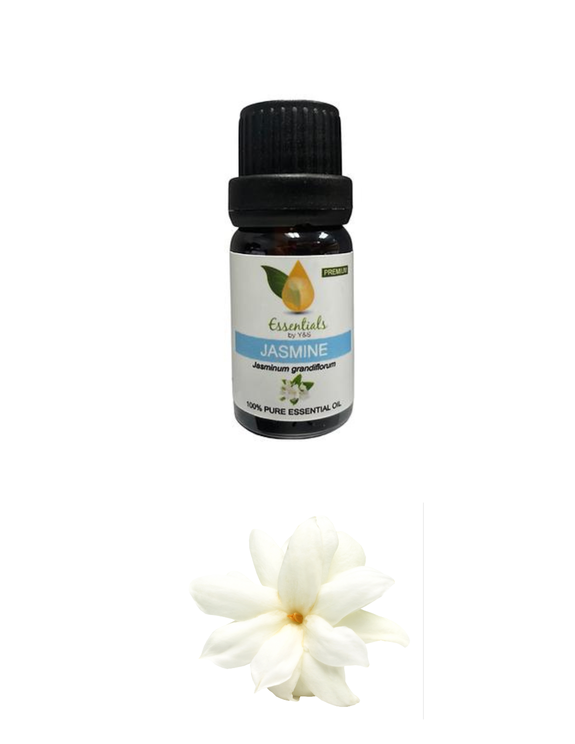 Jasmine Essential Oil (Wholesale) 5CT